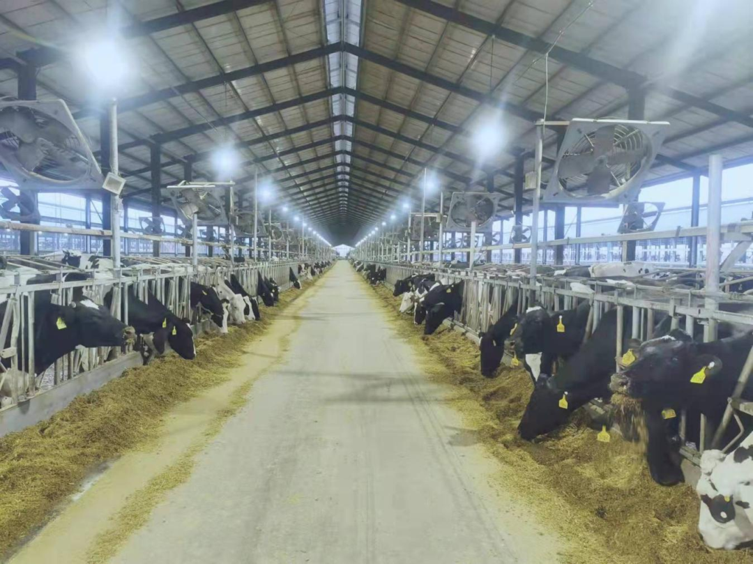 北京大学南南相助与开展学院教授、、、全球同伴关系主任周咏梅一行莅临28圈平舆瑞亚牧业旅行调研