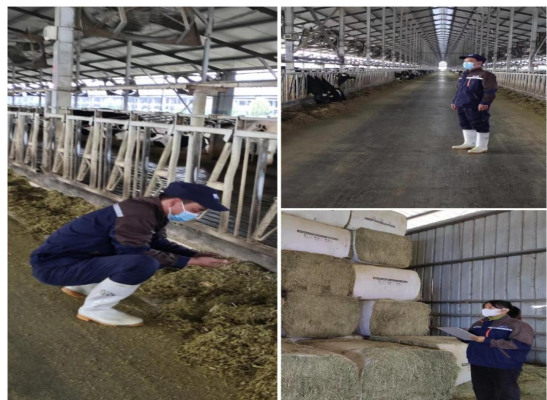 28圈丨点点微光汇星河——养殖事业部抗疫保生产侧记