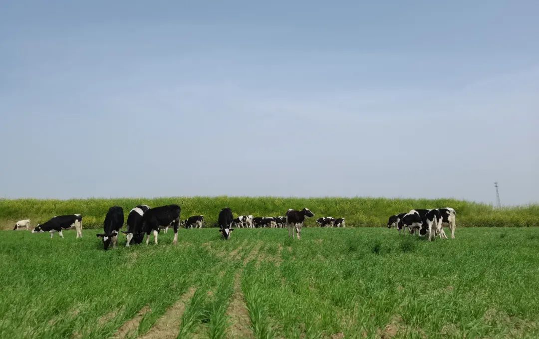 继往开来 · 再创绚烂 | 28圈乳业集团召开9月营销、、养殖及饲料月度谋划事情聚会