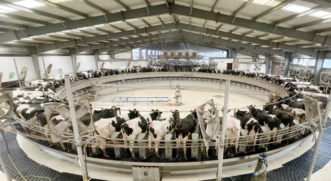 凝心聚力·赢创未来 | 28圈乳业集团召开营销、、养殖及饲料谋划事情聚会