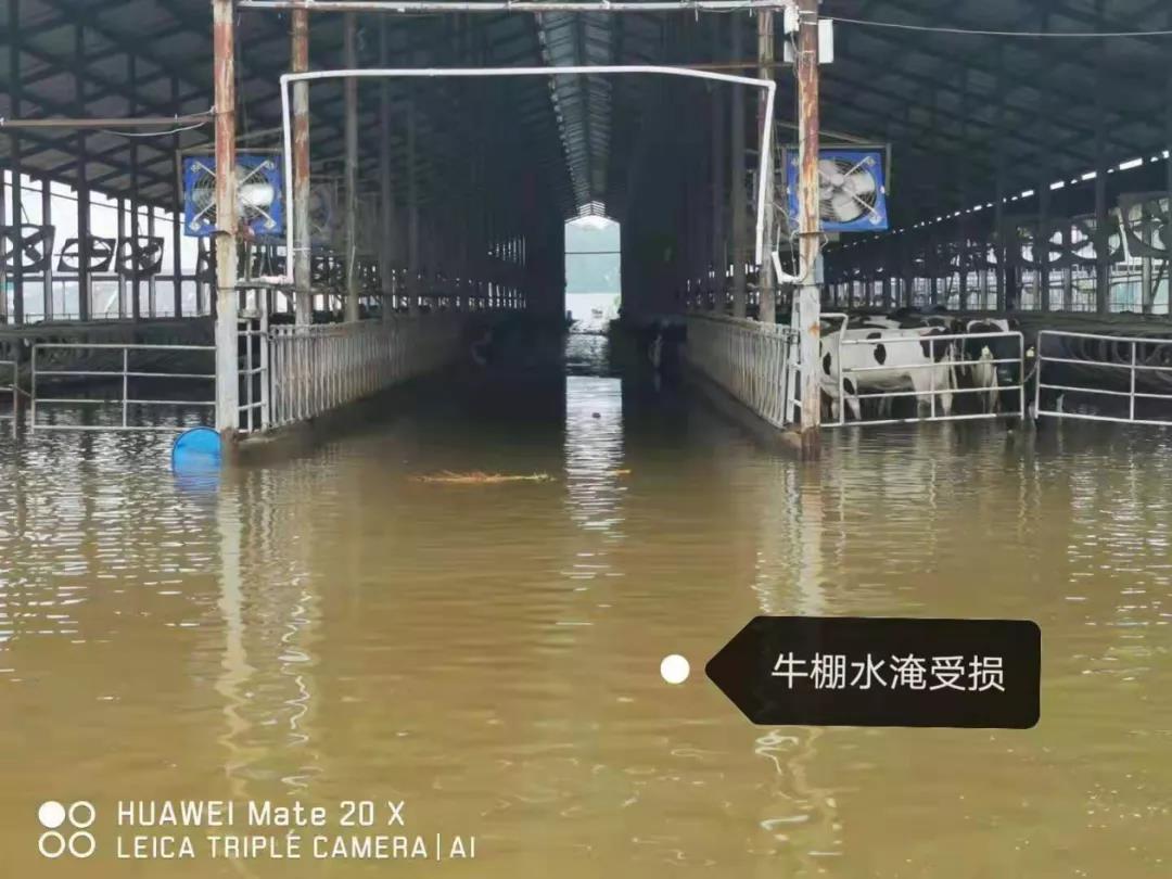 【乳报·聚焦】“豫”难而上的中原牛人“太中了”！！