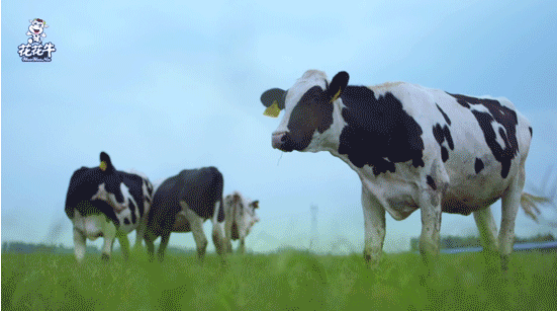 河南省高级人民法院院长胡道才一行莅临28圈乳业集团开展“万人助万企”活动 助力企业开展