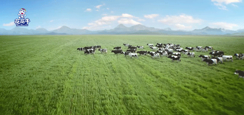 快讯 | 湖北省农业厅副厅长王海涛等向导一行莅临河南28圈乳业集团旅行调研