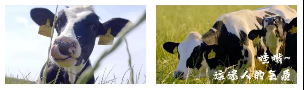 声誉 | 2019年度河南省漂亮牧场名单新鲜出炉 28圈乳业集团旗下六个牧场榜上著名