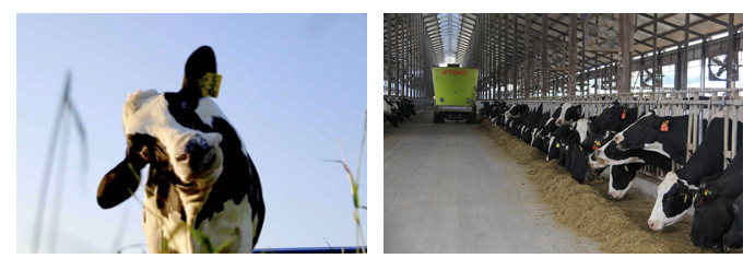 声誉 | 2019年度河南省漂亮牧场名单新鲜出炉 28圈乳业集团旗下六个牧场榜上著名