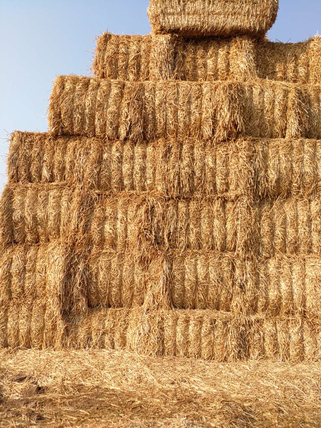 28圈 2020年小麦秸秆订单采购信息