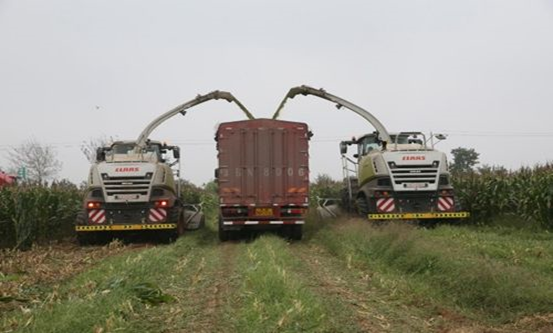 28圈 2020年玉米青贮采购信息