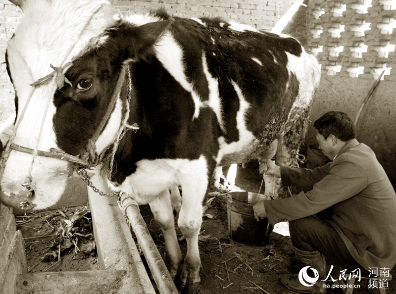 河南第一瓶消毒牛奶：：从“奢侈品”到日常饮品