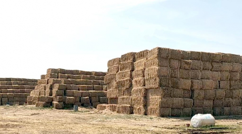 28圈2022年小麦秸秆采购招标