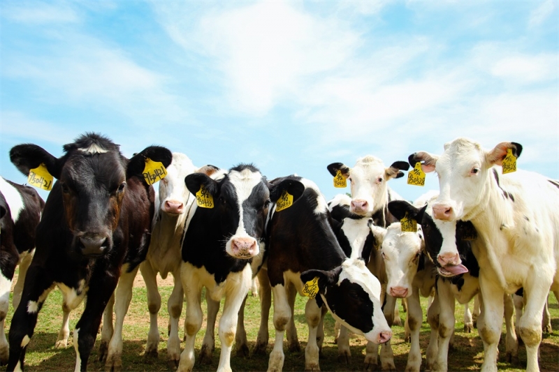 养殖事业部两个牧场获农业部标准化树模场称呼